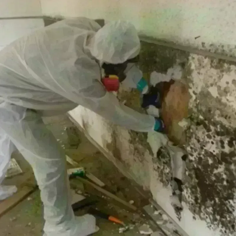 Mold Remediation and Removal in Halifax, NC